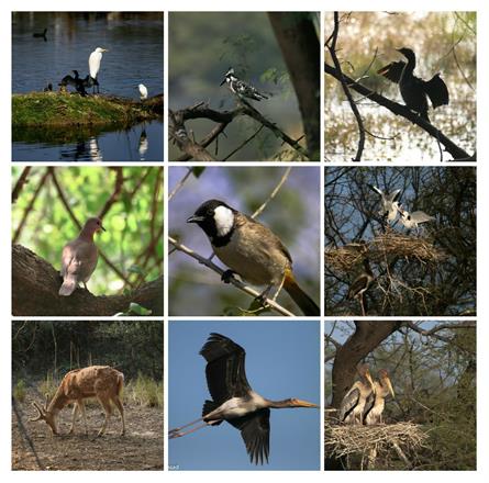 Keoladeo National Park